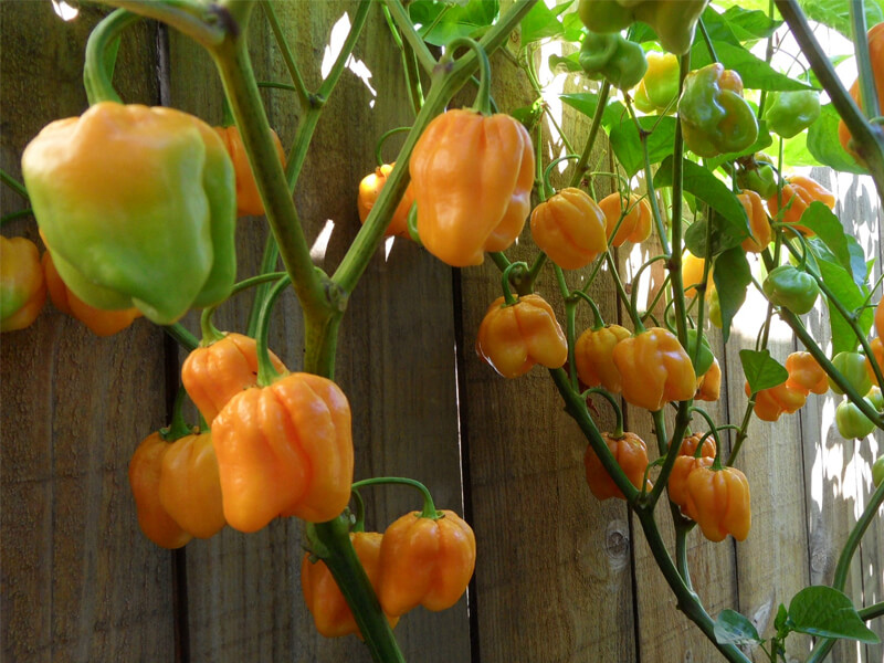Roatan Pumpkin Habanero 21