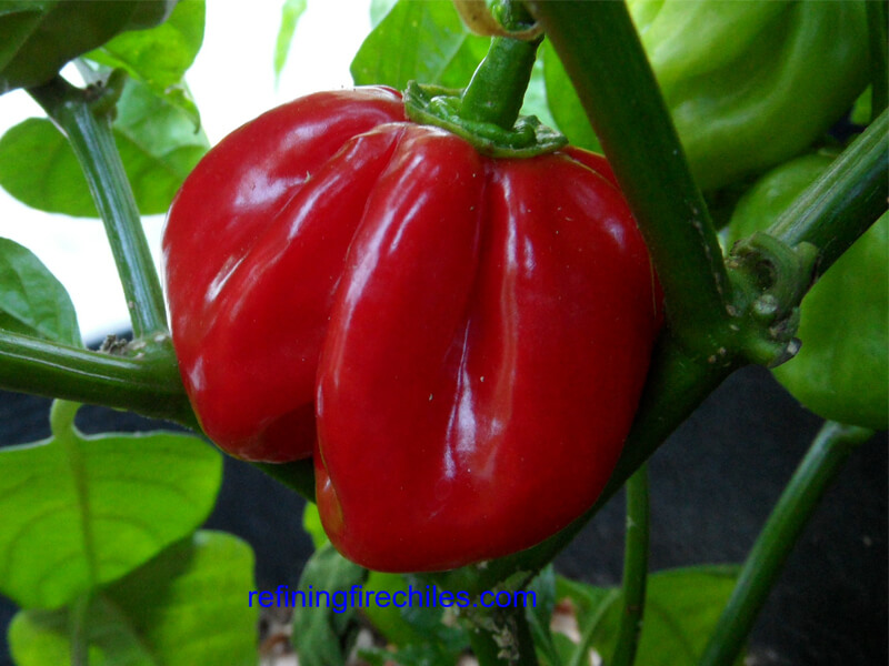 Safi Red 3