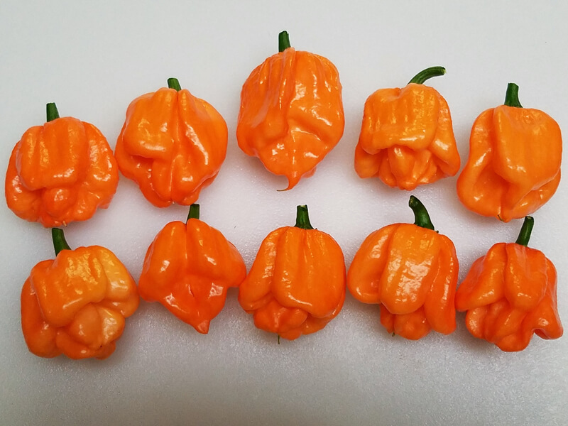 Scotch Bonnet Freeport Orange
