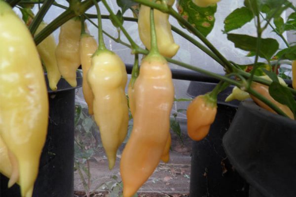 Sugar_Rush_Peach_1