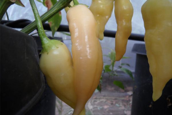 Sugar_Rush_Peach_10