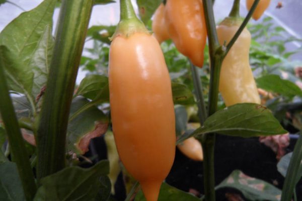 Sugar_Rush_Peach_11