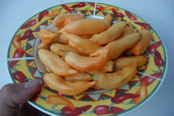 Sugar_Rush_Peach_12