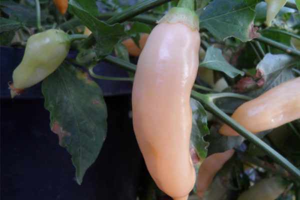Sugar_Rush_Peach_2