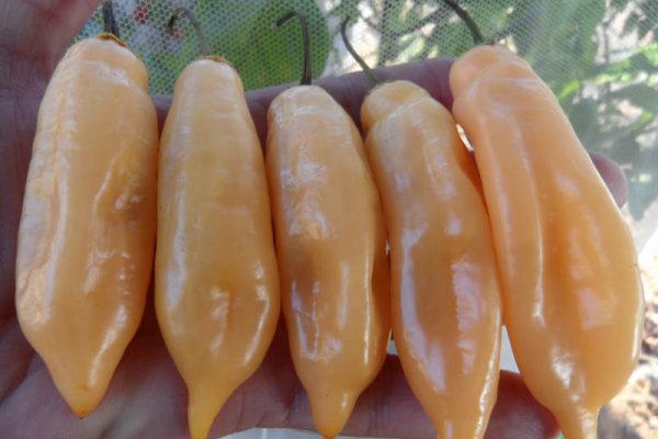 Sugar_Rush_Peach_3