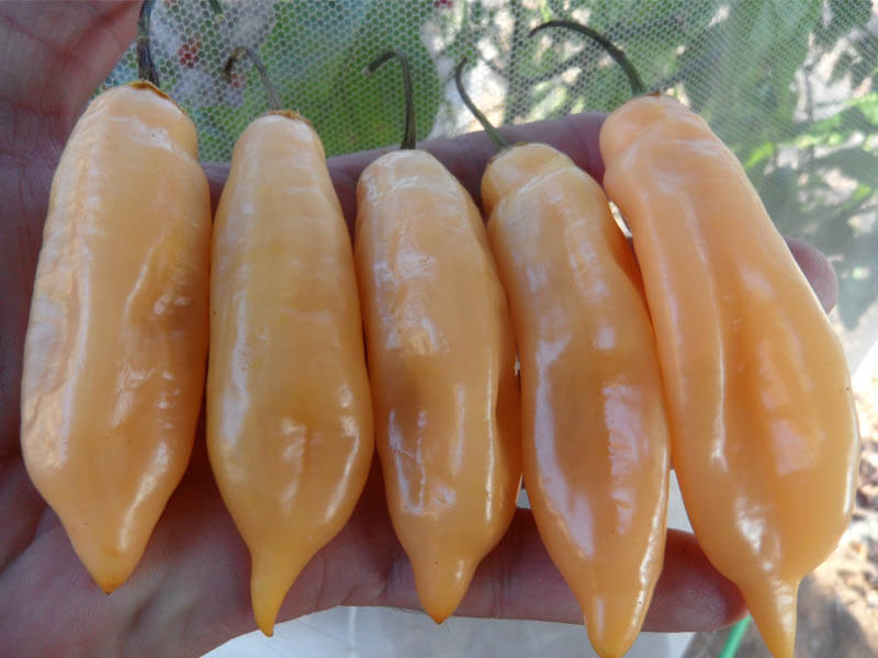 Sugar_Rush_Peach_3