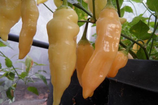 Sugar_Rush_Peach_4