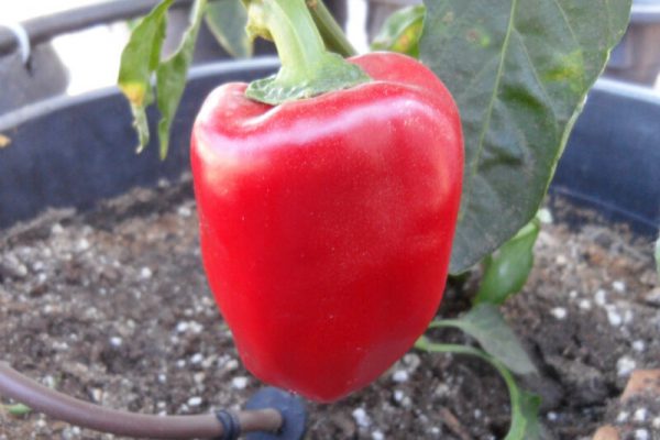 Sweet_Apple_1