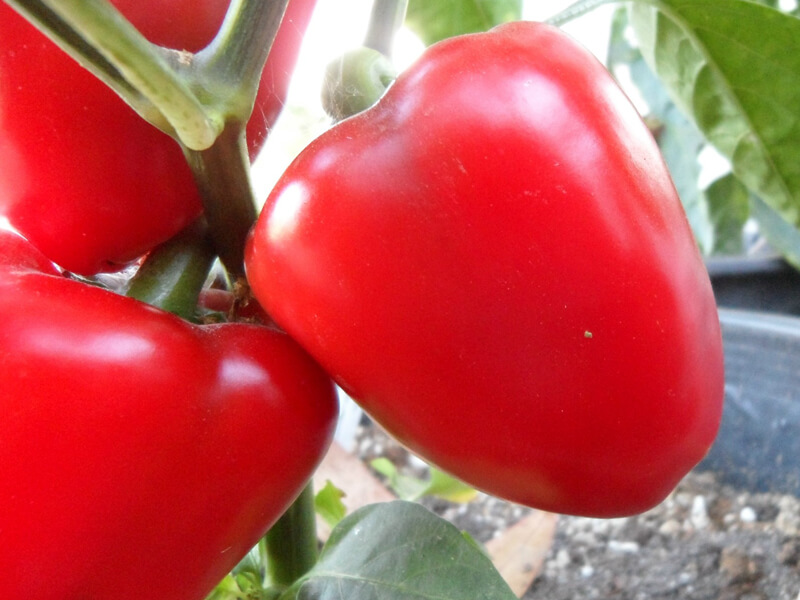 Sweet_Apple_10