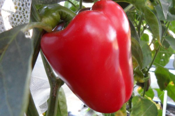 Sweet_Apple_11