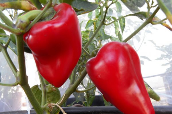 Sweet_Apple_4