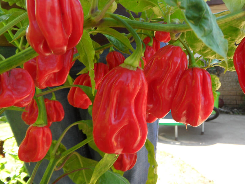 Ugandan Red Habanero 18
