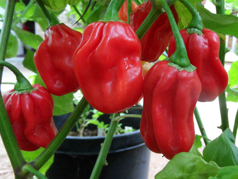 Ugandan Red Habanero 5