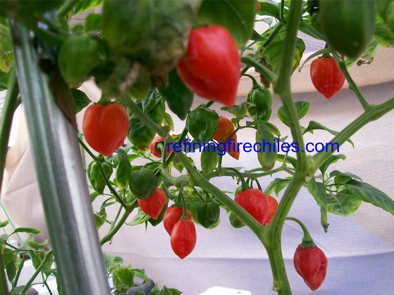 West Indies Red 1