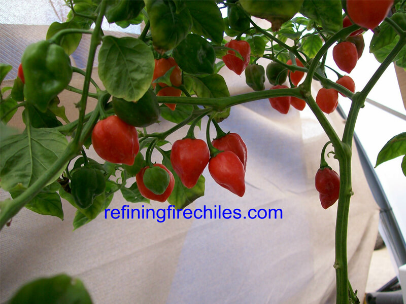 West Indies Red 2