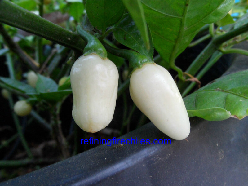 Yucatan White Habanero 1