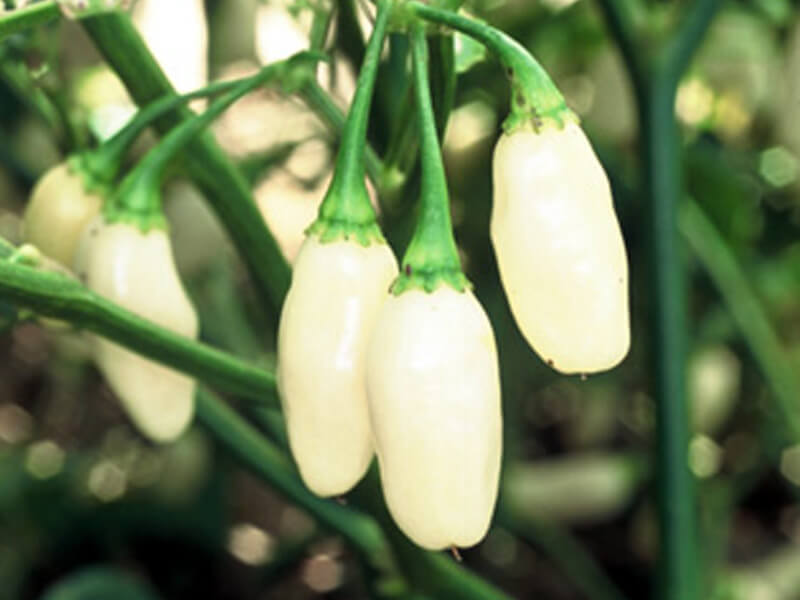 Yucatan White Habanero 7