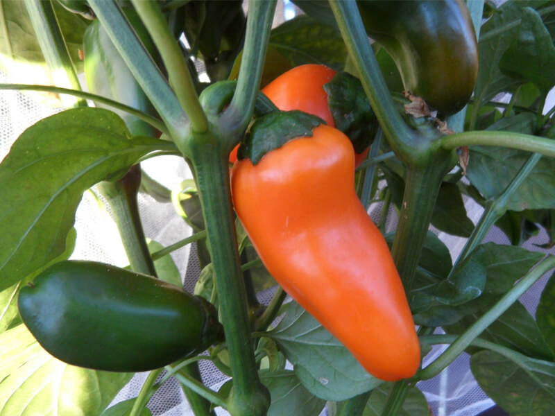 Yummy_Orange_2
