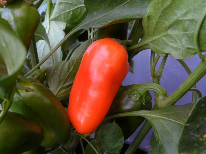 Yummy_Orange_5