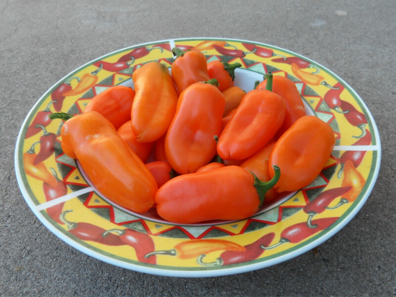 Yummy_Orange_6