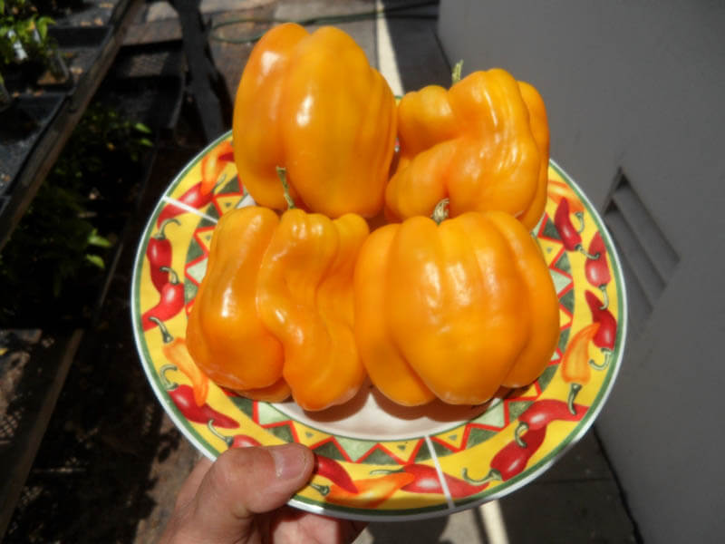Zolotistyi_6