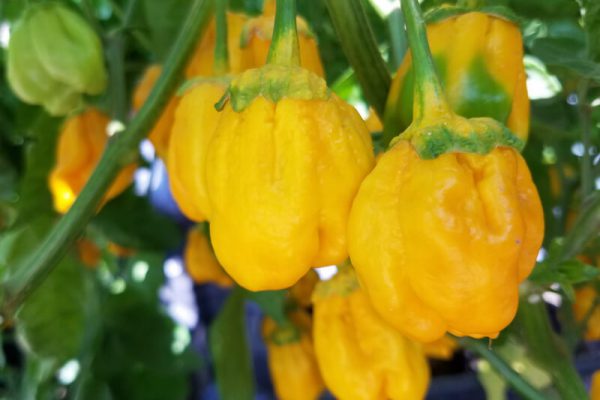 7 Pot Bubblegum Yellow