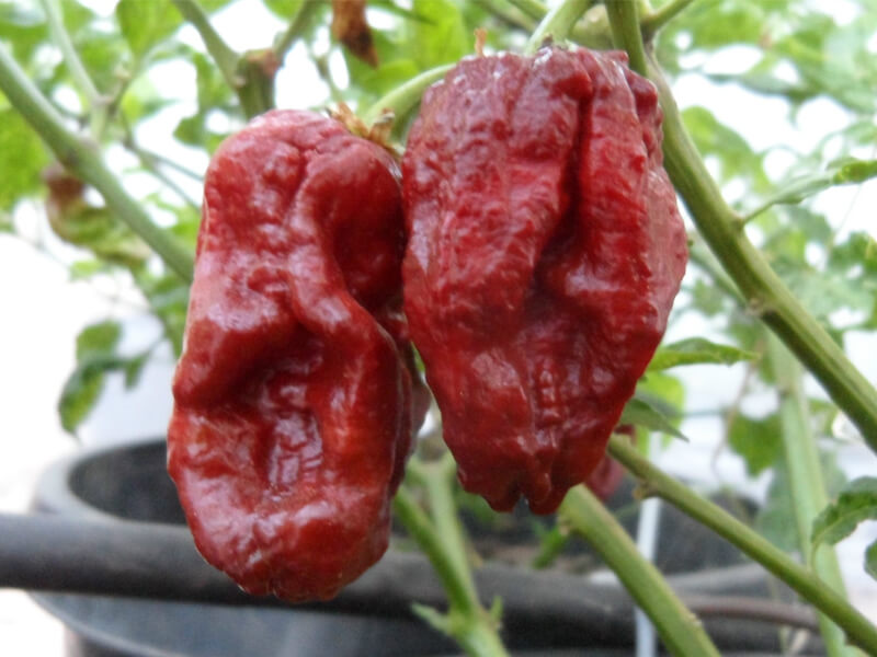 7 Pot Madballz 15