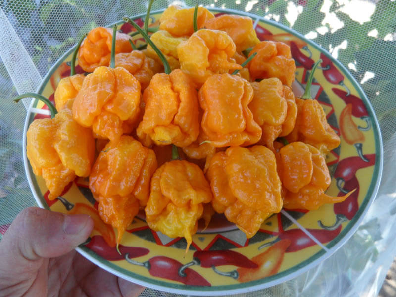 7 Pot Primo Yellow 14