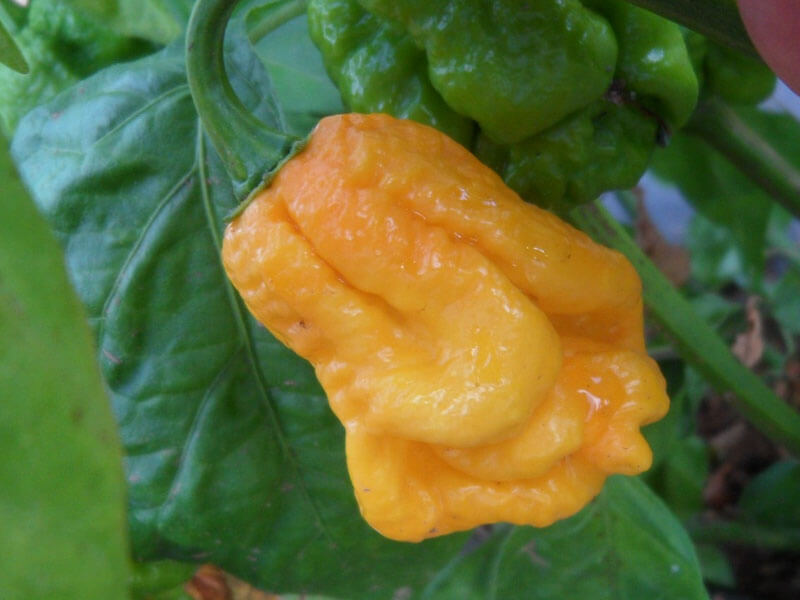 7 Pot Primo Yellow 8