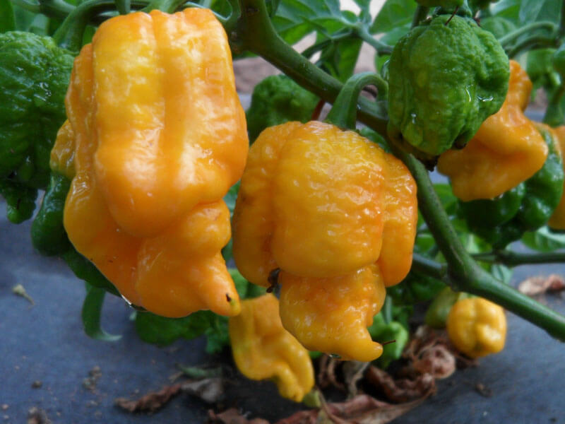 7 Pot Primo Yellow 9
