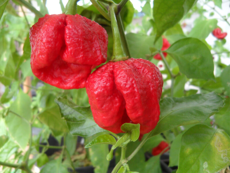 7 Pot Wes 1
