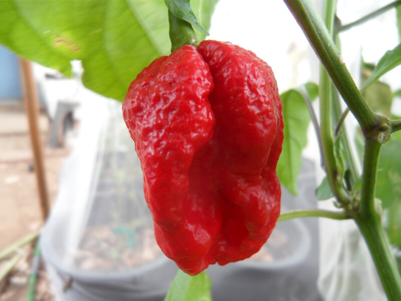 7 Pot Wes 5