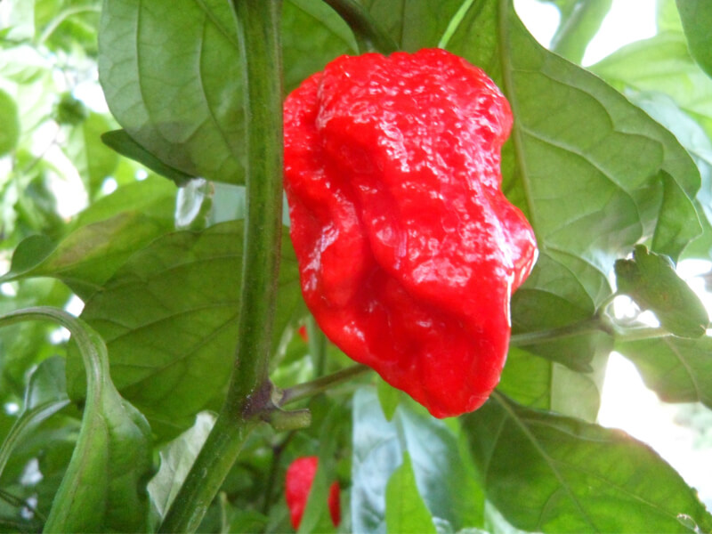 7 Pot Wes 7
