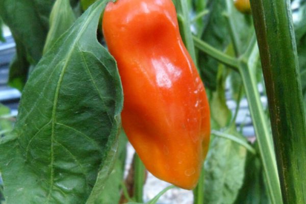 Aji Amarillo 1