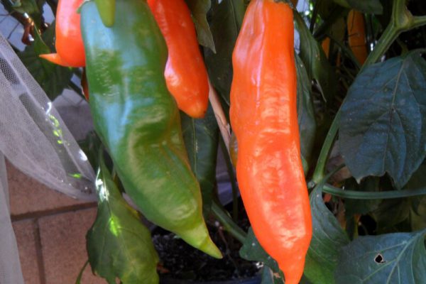 Aji Amarillo 10