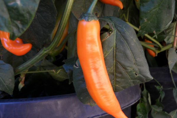Aji Amarillo 12