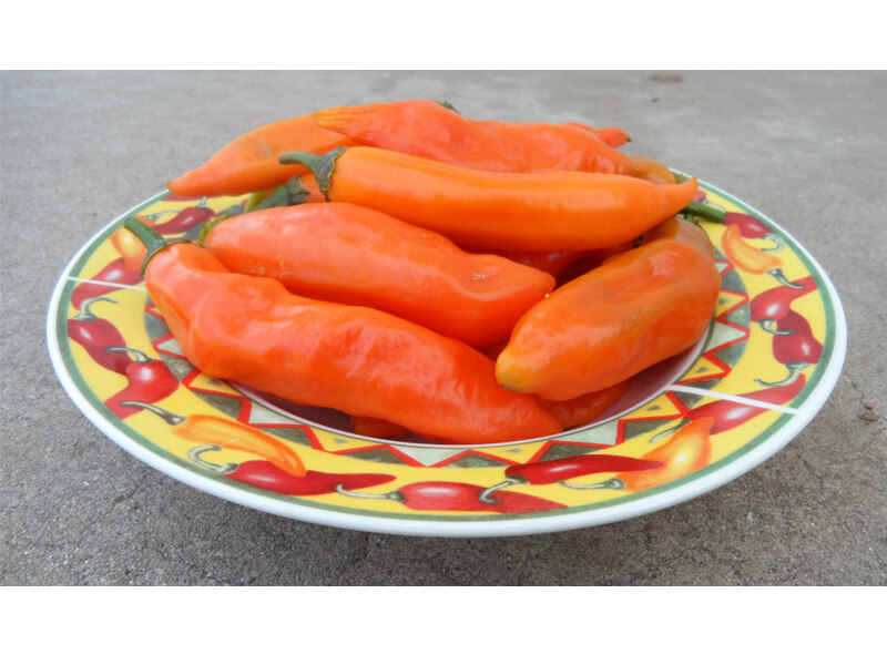 Aji Amarillo 13