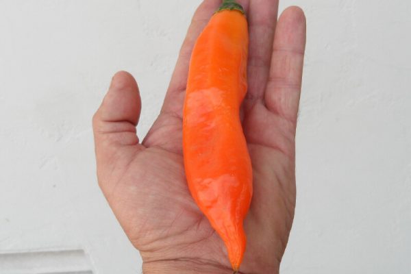 Aji Amarillo 14