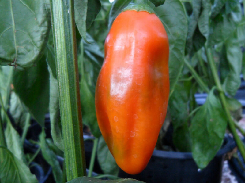 Aji Amarillo 2