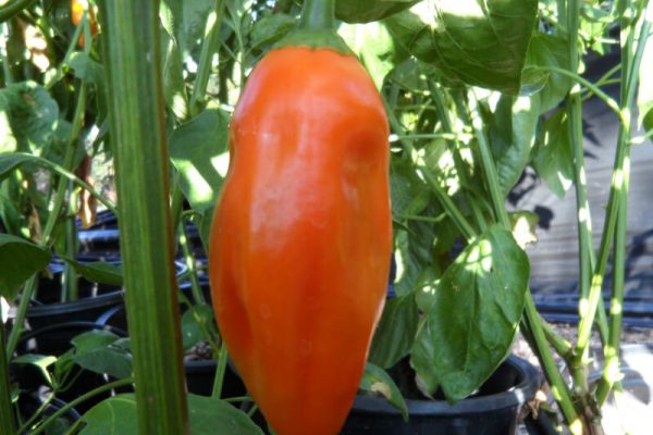 Aji Amarillo 3