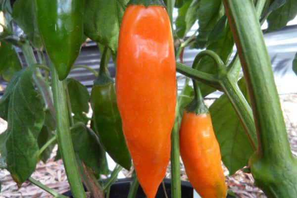 Aji Amarillo 4