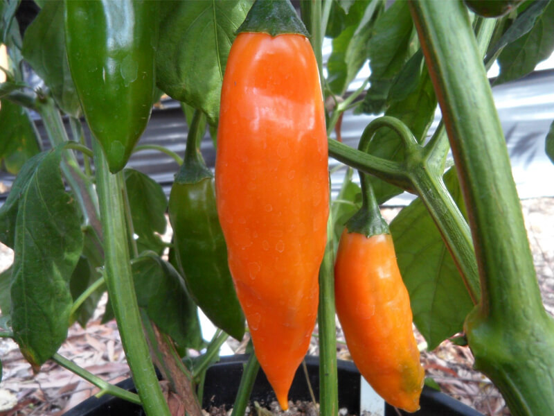 Aji Amarillo 4