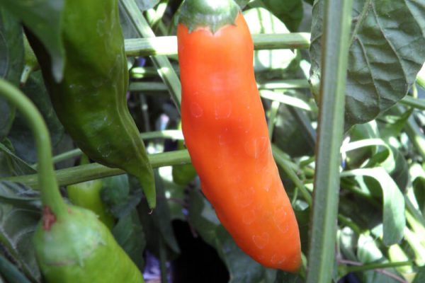 Aji Amarillo 5