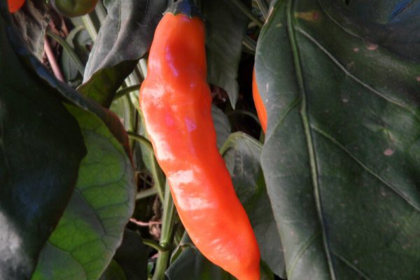 Aji Amarillo 6