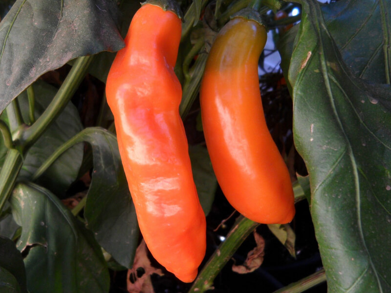 Aji Amarillo 7
