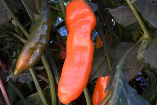 Aji Amarillo 8