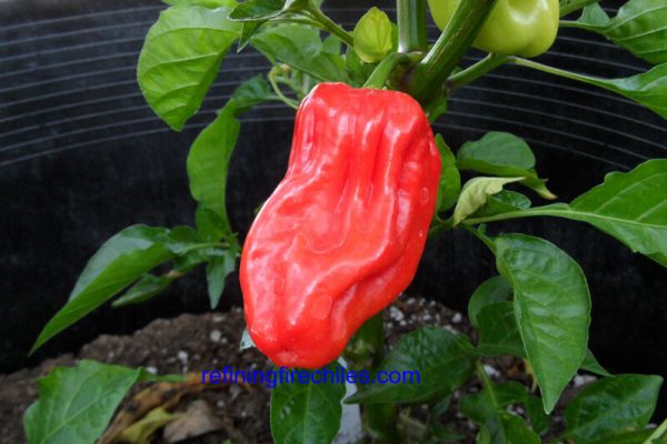 Aji Chombo 1