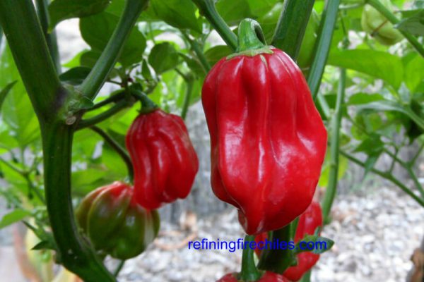 Aji Chombo 10