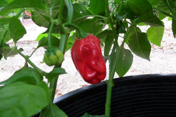 Aji Chombo 11