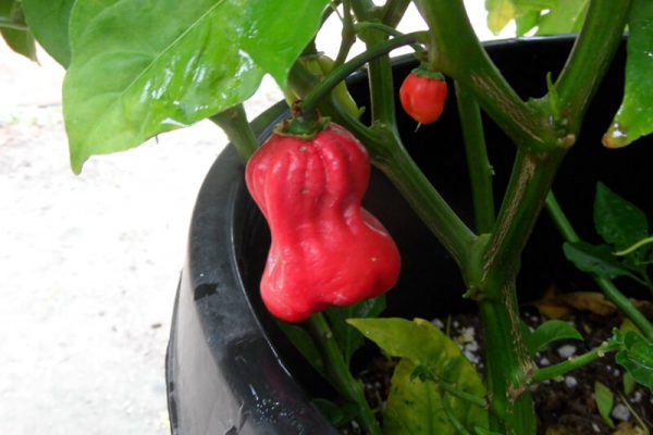 Aji Chombo 12